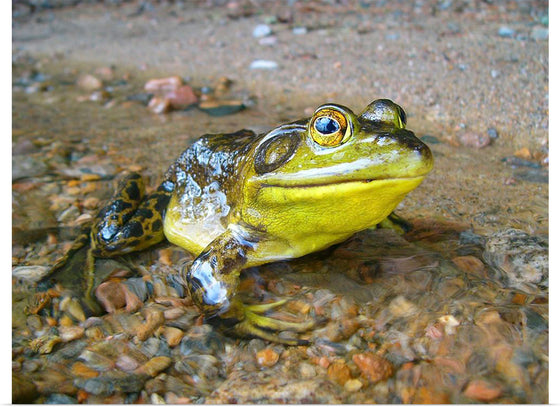 "Green Frog in Opeongo Lake, Canada", Henry Fournier