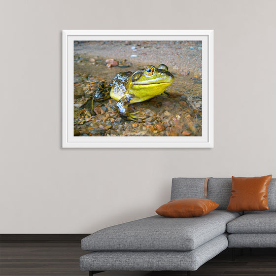 "Green Frog in Opeongo Lake, Canada", Henry Fournier