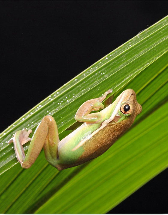 "Green Tree Frog"