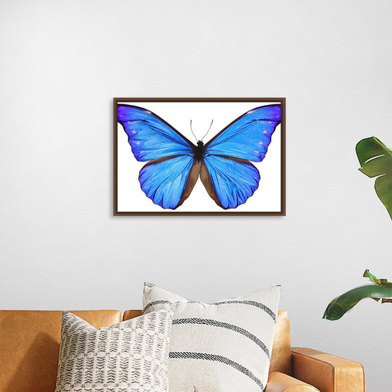 "Beautiful butterfly"