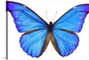 “Beautiful Butterfly” is a stunning print of a blue butterfly with wings spread wide. The colors are vibrant and the details are intricate. This print would make a great addition to any room and is sure to be a conversation starter. 