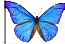  “Beautiful Butterfly” is a stunning print of a blue butterfly with wings spread wide. The colors are vibrant and the details are intricate. This print would make a great addition to any room and is sure to be a conversation starter. 