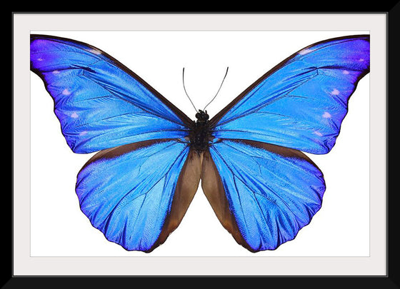 "Beautiful butterfly"