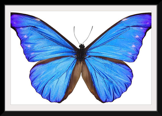 "Beautiful butterfly"