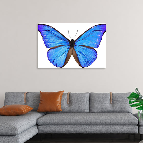 "Beautiful butterfly"