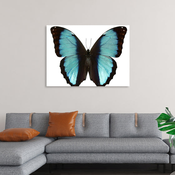 "Beautiful butterfly"