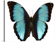 “Beautiful Butterfly” is a stunning print of a blue butterfly with black edges. The colors are vibrant and the details are crisp. This print would make a great addition to any room and is sure to be a conversation starter.
