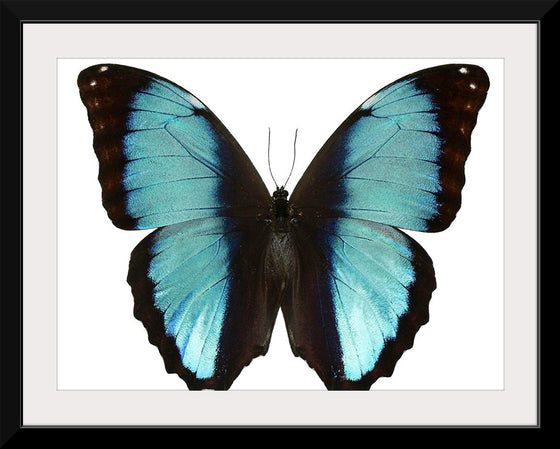 "Beautiful butterfly"