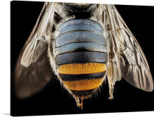  “Bee Butts — This is the backend of a Lipotriches” is a stunning print that showcases the intricate details of the bee’s body, including its blue and black stripes and the golden hairs on its abdomen.