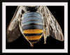 "Bee Butts — This is the backend of a Lipotriches"