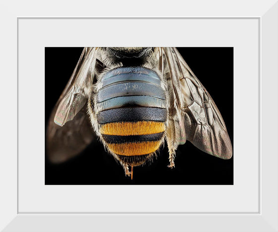 "Bee Butts — This is the backend of a Lipotriches"