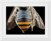 "Bee Butts — This is the backend of a Lipotriches"