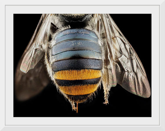 "Bee Butts — This is the backend of a Lipotriches"