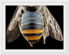 "Bee Butts — This is the backend of a Lipotriches"