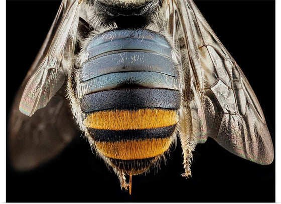 "Bee Butts — This is the backend of a Lipotriches"