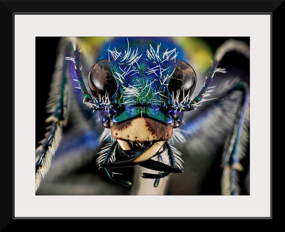 "Festive Tiger Beetle. (Cicindela scutellaris)"