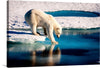 Immerse yourself in the serene yet powerful beauty of the Arctic with this exquisite print. A majestic polar bear, captured in a moment of silent reflection, treads softly across the glistening ice. The azure waters mirror its graceful form, creating a mesmerizing dance of light and shadow. Every detail, from the bear’s textured fur to the crystalline ice, is rendered with stunning clarity. 