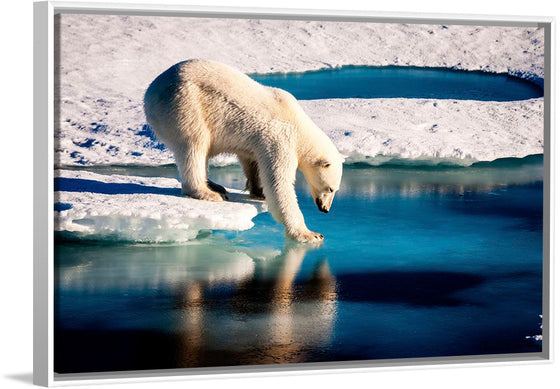 "Polar Bear at the Arctic"