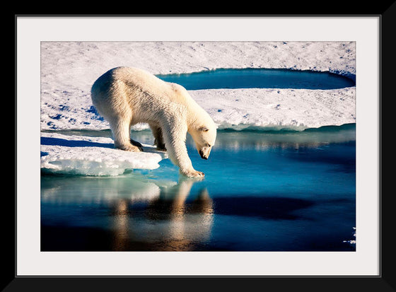 "Polar Bear at the Arctic"