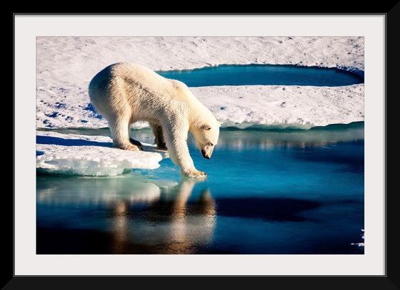 "Polar Bear at the Arctic"