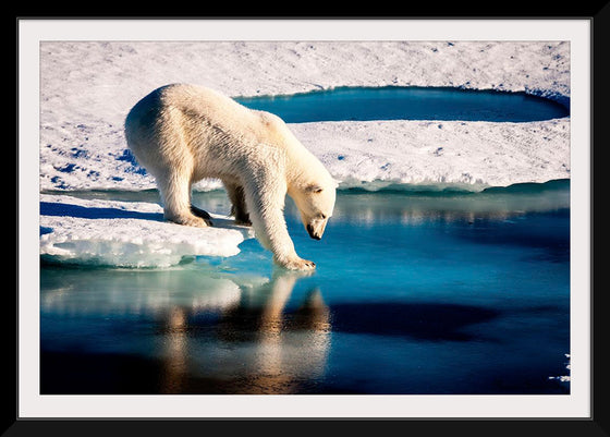 "Polar Bear at the Arctic"