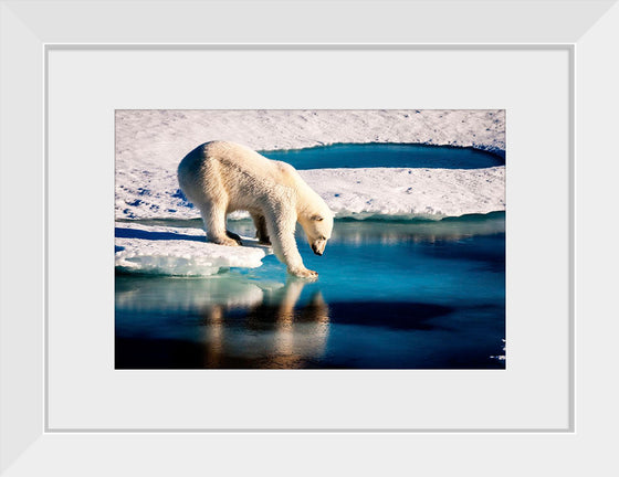 "Polar Bear at the Arctic"