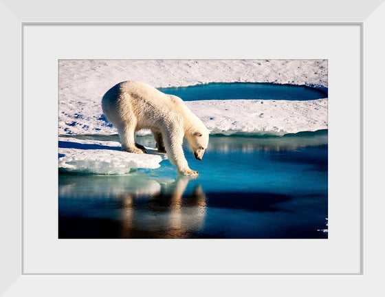 "Polar Bear at the Arctic"