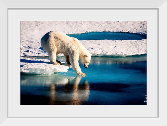 "Polar Bear at the Arctic"