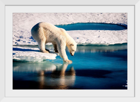 "Polar Bear at the Arctic"