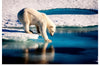 "Polar Bear at the Arctic"