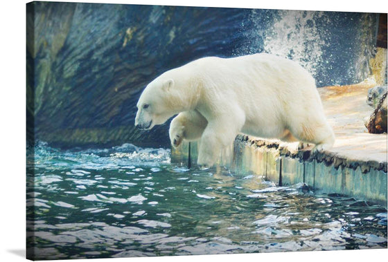 Dive into the serene yet powerful world of the Arctic with this exquisite print capturing a majestic polar bear mid-step, about to plunge into the icy waters. The dynamic contrast between the bear’s pristine white fur and the deep, mysterious blues of its surroundings evokes a sense of awe and respect for nature’s untamed beauty. 