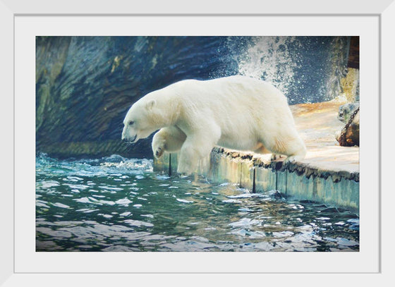 "Polar Bear in the Water"