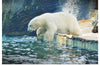 "Polar Bear in the Water"