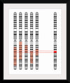 "Disease Gene Mapping with Multiple Chromosomes"