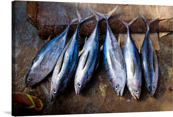 Dive into the deep blue with our “Freshly Caught Tuna” art print. Each tuna, captured in vivid detail, glistens with the freshness and vitality of the ocean. The iridescence of their scales against the rustic backdrop tells a story of nature’s bounty meeting human discovery. 