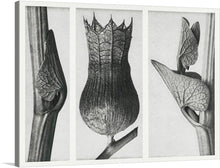  “Urformen der Kunst (1928)” by Karl Blossfeldt invites you into a mesmerizing botanical realm. This triptych of black-and-white photographs celebrates the intricate beauty of nature’s design. Each frame reveals a close-up view: delicate leaf veins, textured seed pods, and gracefully curving stems.