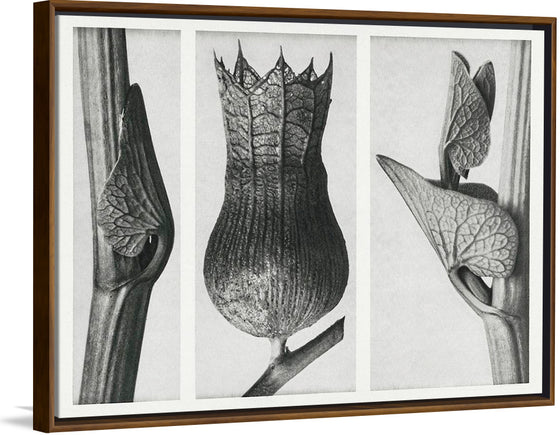 "Urformen der Kunst (1928)",  Karl Blossfeldt