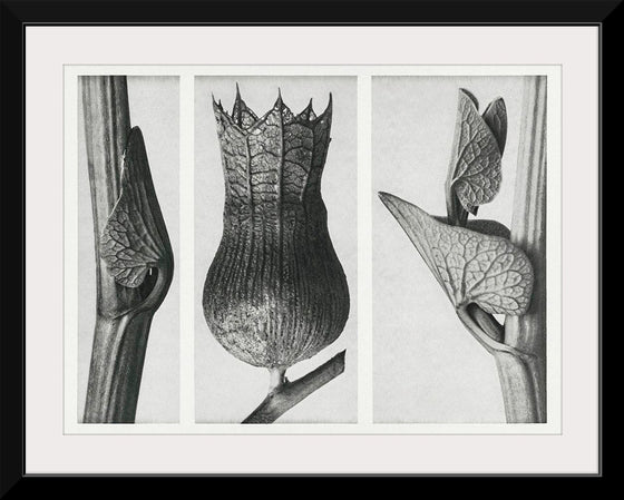 "Urformen der Kunst (1928)",  Karl Blossfeldt