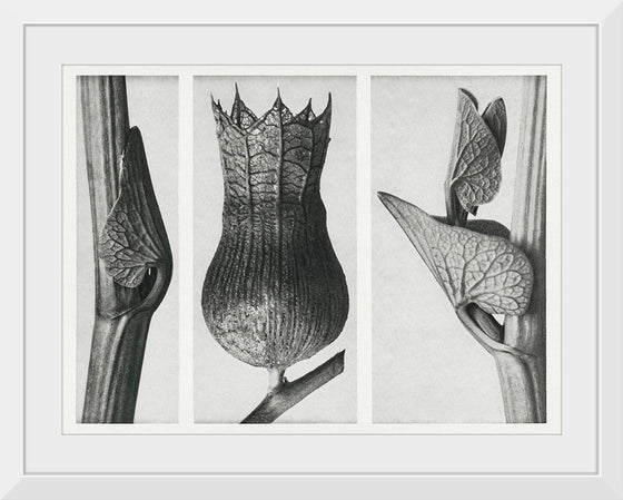 "Urformen der Kunst (1928)",  Karl Blossfeldt