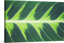   This photograph showcases a large, vibrant green leaf in exquisite detail. The contrasting shades of green, the delicate lines of the leaf’s veins, and the visible textures on its surface create a mesmerizing effect. The leaf appears glossy, reflecting different intensities of light, adding to its natural appeal. 