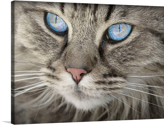 This stunning close-up of a cat with piercing blue eyes is sure to captivate any animal lover. The intricate details of the fur and the mesmerizing gaze of the cat make this image a perfect addition to any home decor. Order now and bring the beauty of nature into your living space.