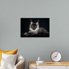 "Portrait of lying Maine coon cat"