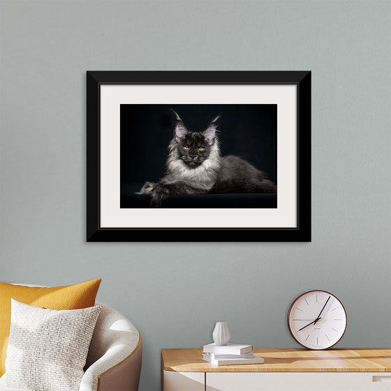 "Portrait of lying Maine coon cat"