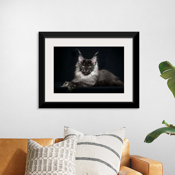 "Portrait of lying Maine coon cat"