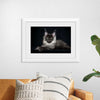 "Portrait of lying Maine coon cat"