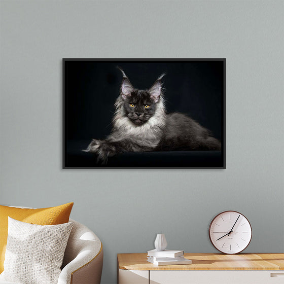 "Portrait of lying Maine coon cat"