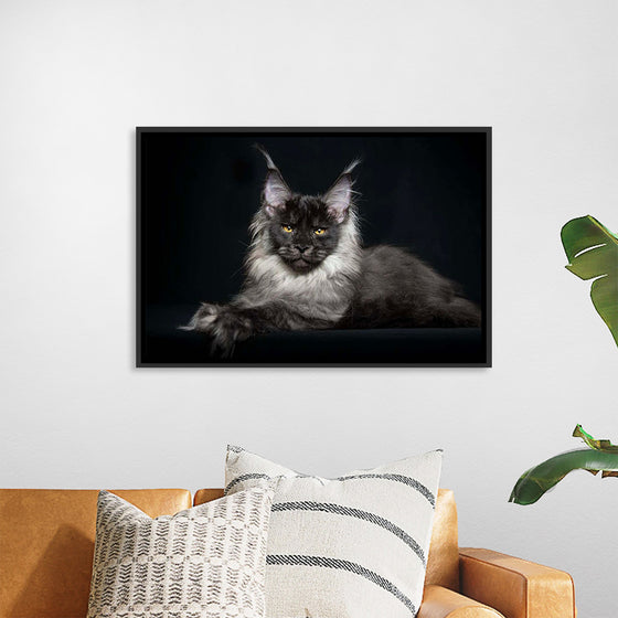 "Portrait of lying Maine coon cat"