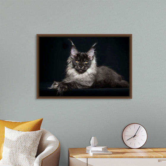 "Portrait of lying Maine coon cat"