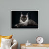 "Portrait of lying Maine coon cat"