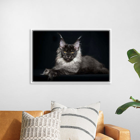 "Portrait of lying Maine coon cat"